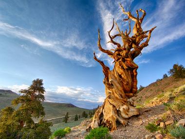 10 невероятно красиви дървета