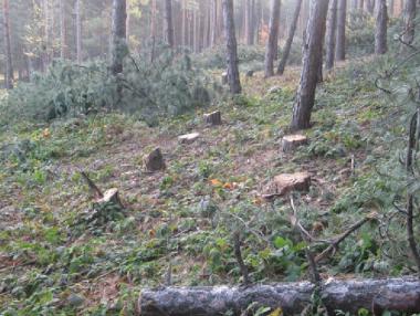 Забраняват износа на дървесина