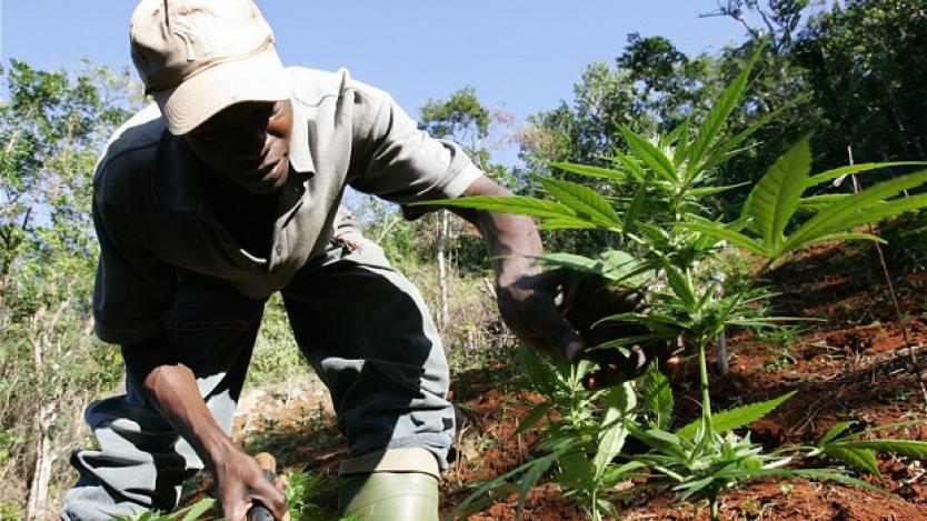 Ямайка декриминализира употребата на марихуана