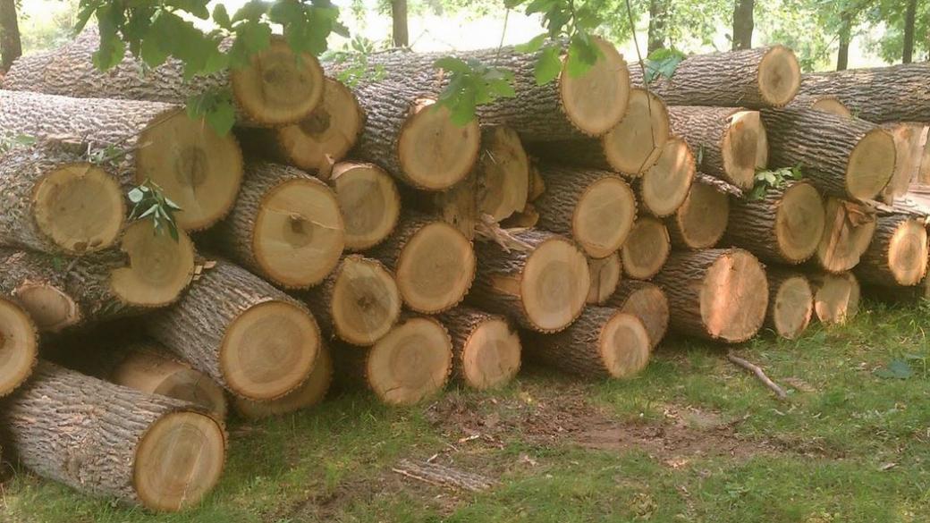 Забраниха износа на дървен материал