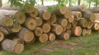 Забраниха износа на дървен материал