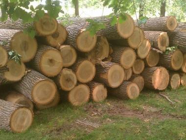 Забраниха износа на дървен материал