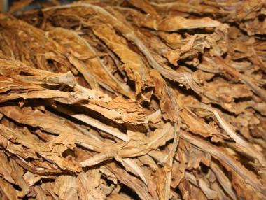 107 млн. лева отиват за тютюнопроизводители