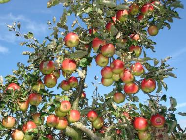 Тръгва застраховането на земеделска продукция