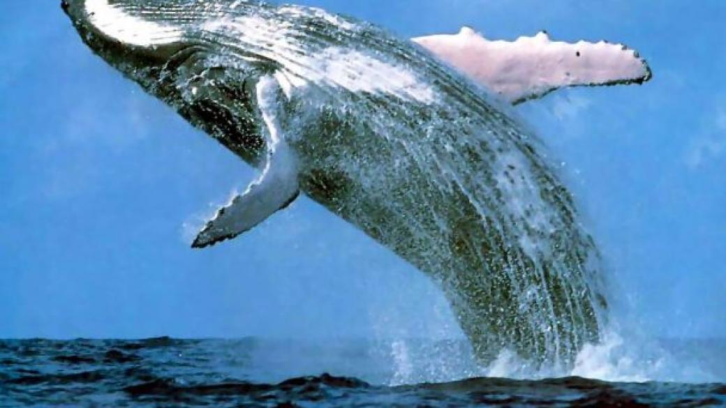 Песните на китовете, чуващи се на 1000 км разстояние