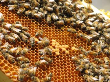 Започва прием на документи за кредитиране по пчеларската програма