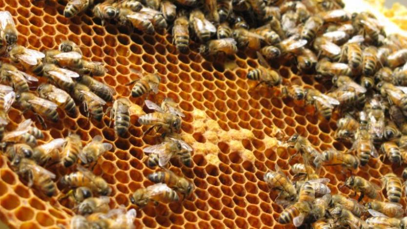 Започва прием на документи за кредитиране по пчеларската програма