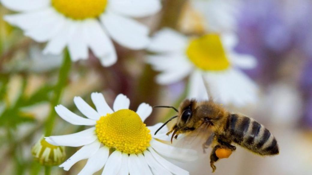 Дивите пчели в Европа са застрашени, сочи проучване на ЕС