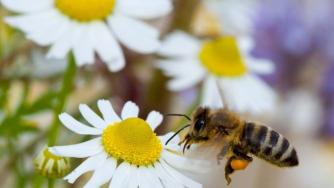 Дивите пчели в Европа са застрашени, сочи проучване на ЕС