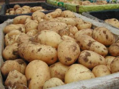 От 1 април тръгва държавната помощ за картофи