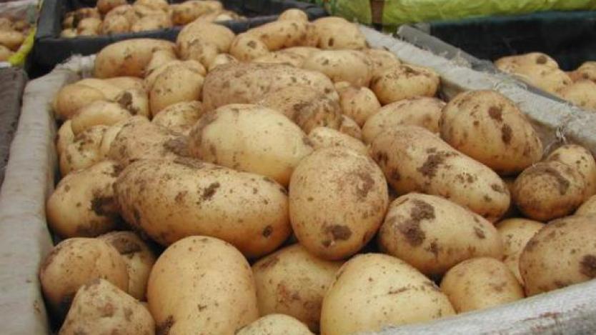 От 1 април тръгва държавната помощ за картофи