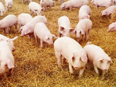 50 млн. лева по програми за хуманно отношение към птици и свине