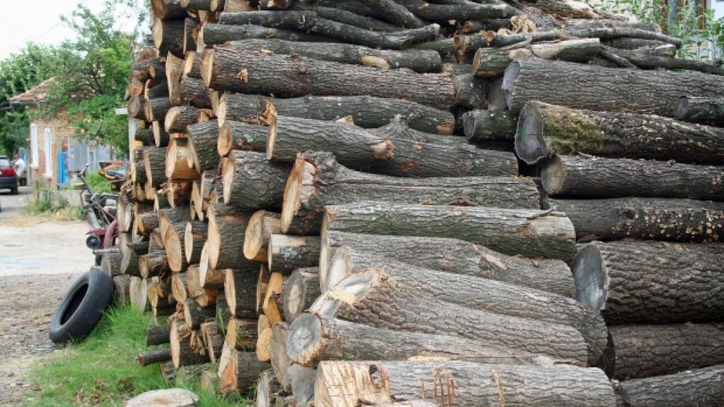МЗХ стартира пилотни търгове за продажба на дървесина
