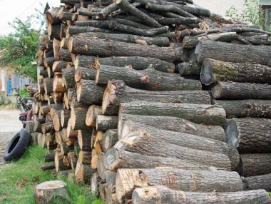 МЗХ стартира пилотни търгове за продажба на дървесина