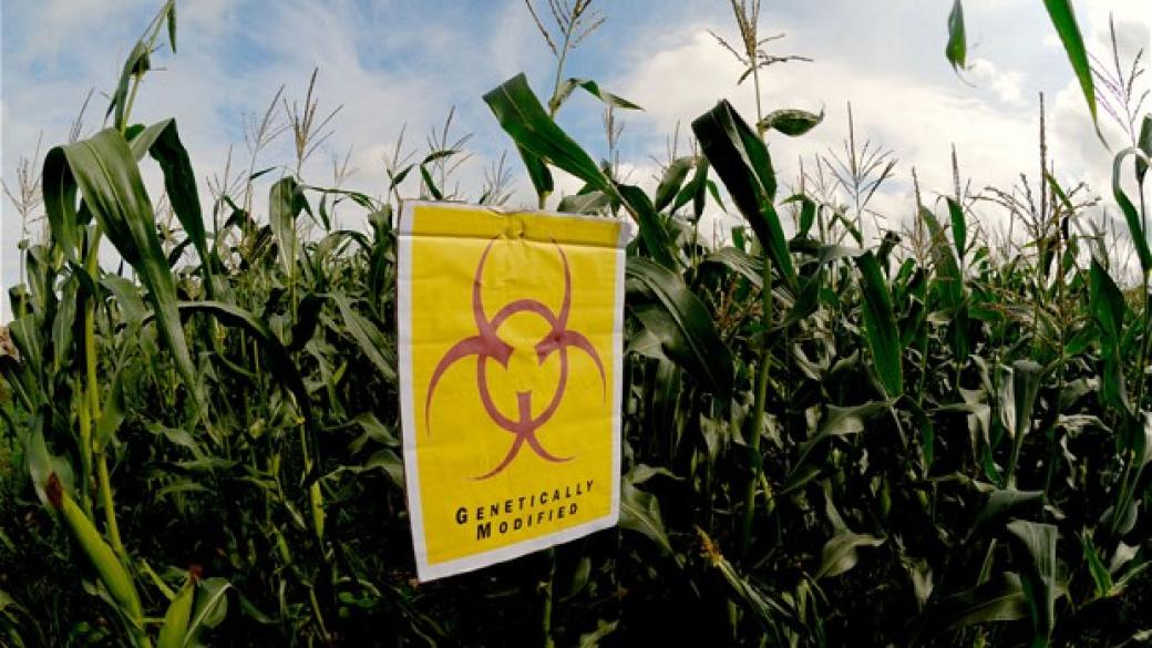 Зелена светлина за 17 нови ГМО храни от САЩ