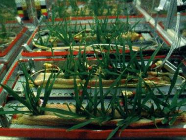 Българи създадоха първата космическа оранжерия