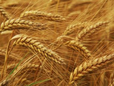 Предвижда се поскъпване на пшеницата на световните пазари