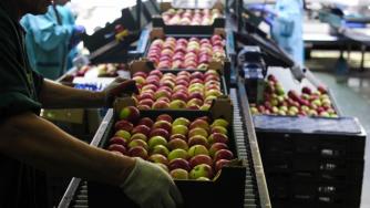 Русия спира вноса на растителна продукция от България