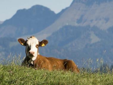 Започва приемът на документи по програма de minimis