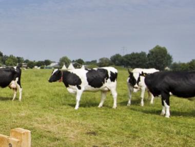 България - с най-ниски показатели по производителност на животните в ЕС