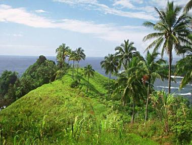 Еквадор поставя световен рекорд по залесяване