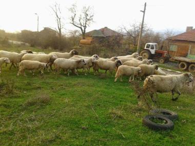 Отпускат още 100 хил. лв. за животновъди