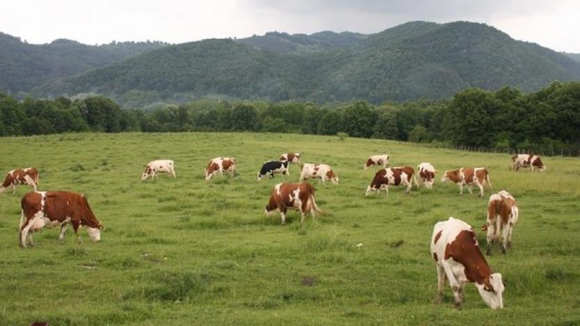 Животинските ферми намаляват с 34%