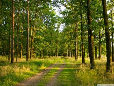Въвежда се по-строг контрол за горите