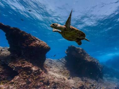 Снимки на морските дълбини от Google Street View