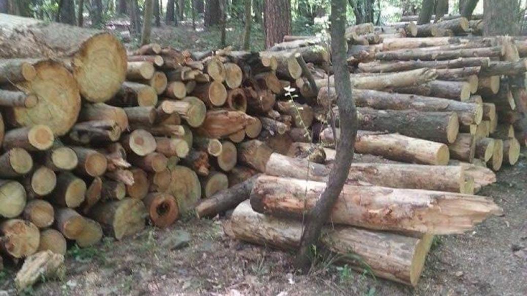 Mораториумът за износ на дървесина все още е в сила