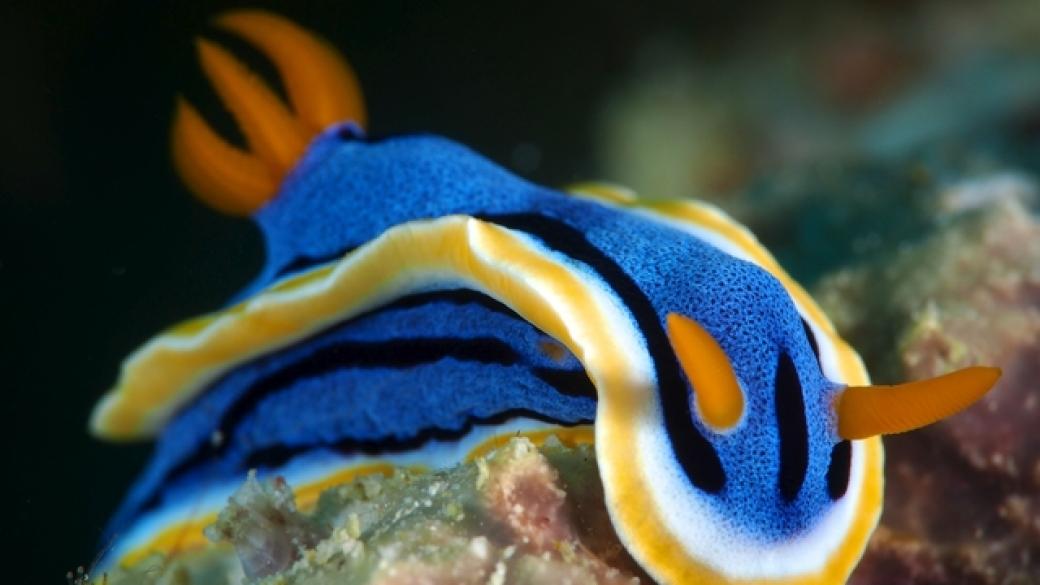 Откриха нови животински видове в морето край Филипините