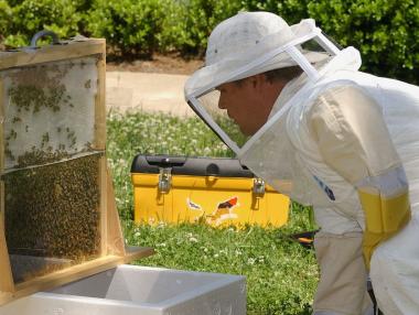 Приемат се документи за плащане по пчеларската програма