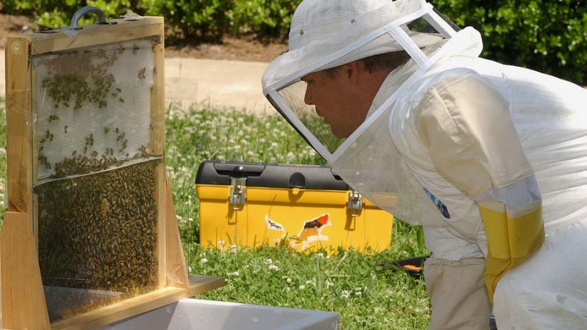 Приемат се документи за плащане по пчеларската програма