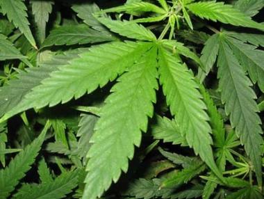 Основават клуб на любителите на марихуаната