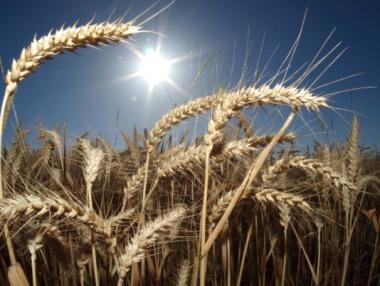 Закриха Националната служба по зърно