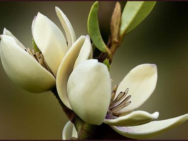 Още едно чудо срещу рака