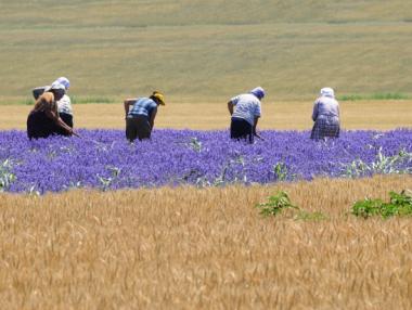 Започна приемът по мярката за млади фермери по ПРСР