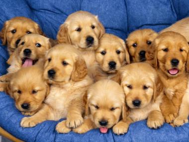 Зоополиция заработва от есента