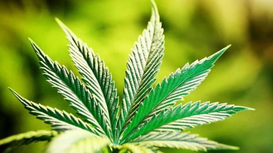 И Чили ще легализира марихуаната