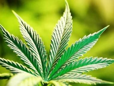 И Чили ще легализира марихуаната