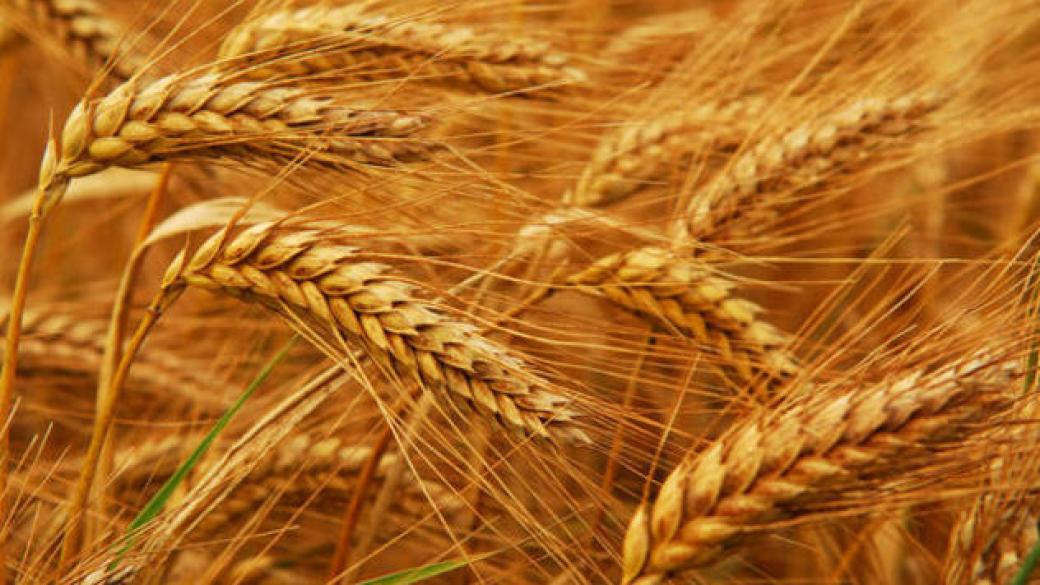 Очакват 30% по-ниски добиви от жито