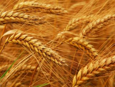 Очакват 30% по-ниски добиви от жито