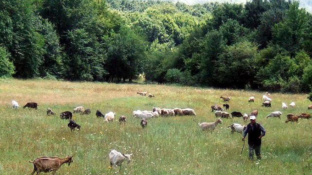 Пасищата ще се дават само на стопани с животни