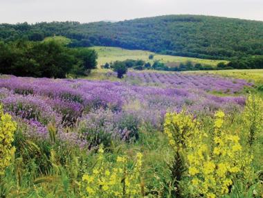 България отново лидер по производство на лавандула