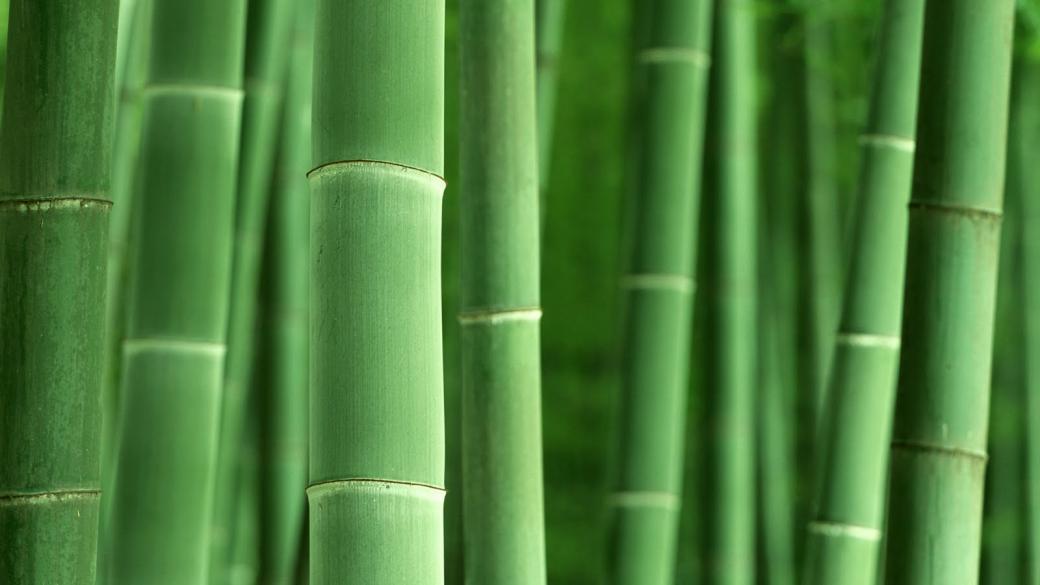 Япония строи първата електростанция, работеща с бамбук