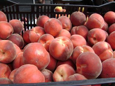 Първа сделка в портала за търговия на плодове и зеленчуци