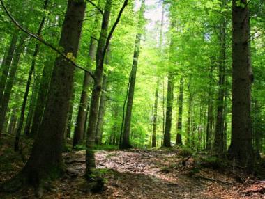 Пожарите от началото на годината струват 10 млн. лева на бюджета