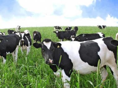 Фонд „Земеделие“ преведе близо 600 хил. лева на животновъди