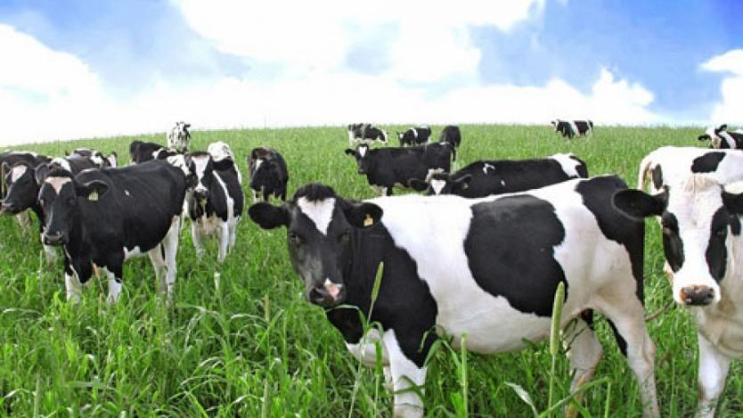 Фонд „Земеделие“ преведе близо 600 хил. лева на животновъди