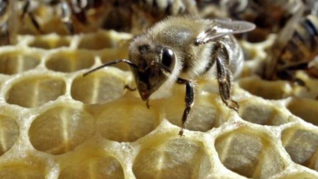ДФ „Земеделие“ изплати 3,4 млн. лв. на пчелари